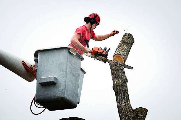 How Our Tree Care Process Works  in  Decatur, MS